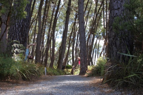 Criaturas en el bosque